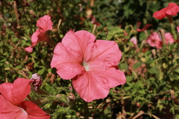 Hybrid pink 