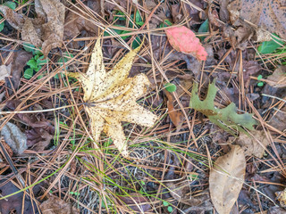 close look at forest floor