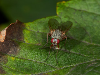 fly on leaf