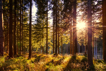 Evening sun shining through forest - 300033478