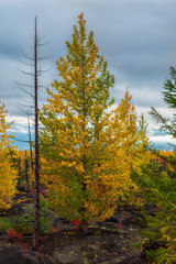 Autumn landscape in Dead Forest, after eruption of Tolbachik volcano. Kamchatka, Russia.