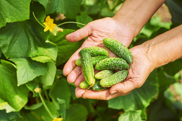Woman holding a freshly harvested cucumbers. Locavore movement, local farming, harvesting concept