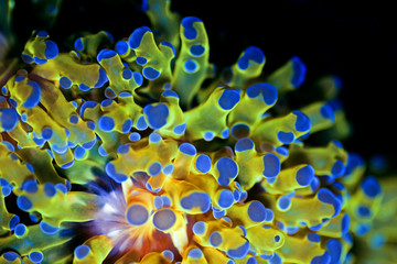 Golden Euphyllia LPS coral  - Very rare species