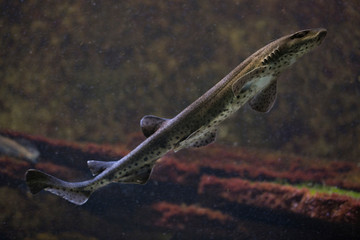 The small-spotted catshark, sandy dogfish, lesser-spotted dogfish, Rough-hound, Morgay (Scyliorhinus canicula).
