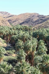 Fototapeta na wymiar Palm Canyon Oasis in the Colorado Desert is one of the largest of these rare watery habitats, hosting thousands of often associated California Fan Palms (Washingtonia Filifera).