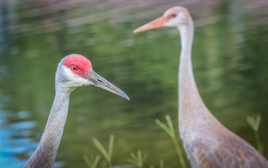 Two Birds / Crane 
