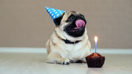Portrait of funny pug dog with party hat and birthday cake with candle, lies on the floor