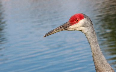 Portrait of a Sandhill Crane of FLorida  / Bird 