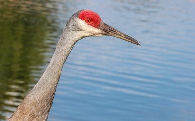 Portrait of a Sandhill Crane of FLorida  / Bird 