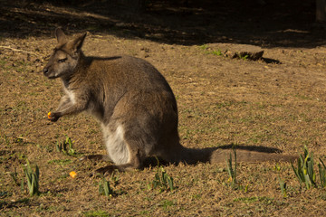  The Parma wallaby (Macropus parma).