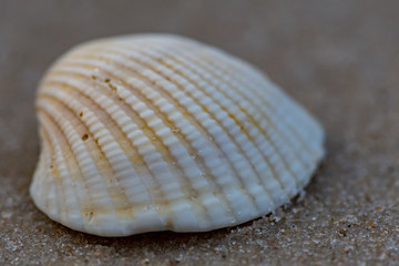 Grains of Sand on a Single White Shell