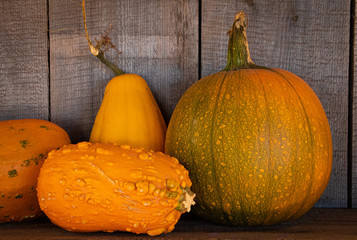 Gourds and Pumpkins