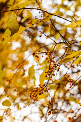 Tree with yellow leafs and berries, selected focus