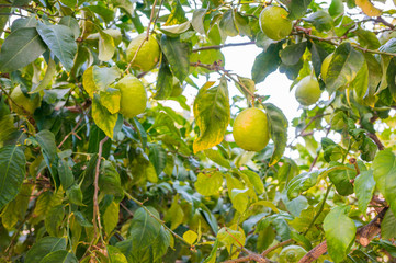 Ripening lemons on the branches of a tree. Harvest time is coming.