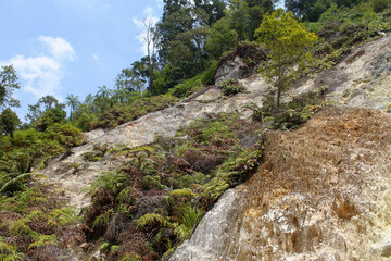Fototapeta na wymiar Forest in the edge of Bird Crater