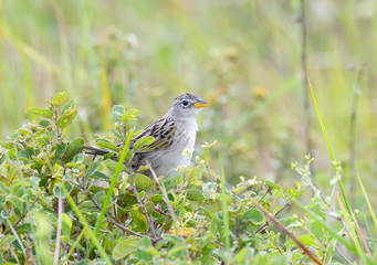 Fototapeta premium wedge-tailed grass finch (Emberizoides herbicola)