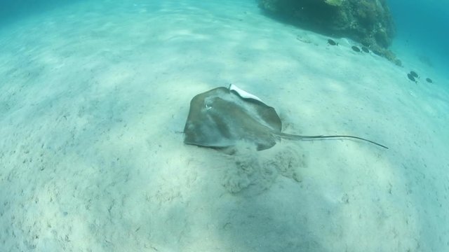 A Tahitian stingray, Himantura fai, swims over a shallow, sandy seafloor in Komodo National Park, Indonesia. This species is widespread throughout the Indo-Pacific region.