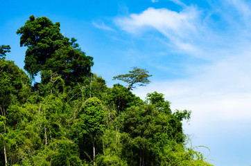 Fototapeta na wymiar Beautiful image of rain-forest at Royal Belum State Park, Gerik Perak Malaysia.