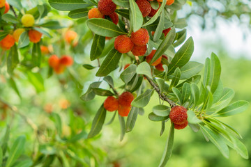 foreground and detail of the fruits of the tree arbutus