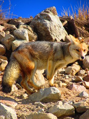 Flora and Fauna: andean fox / Zorro culpeo (Lycalopex culpaeus). Maule, Chile