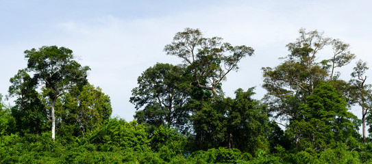 Beautiful image of rain-forest at Royal Belum State Park, Gerik Perak Malaysia.