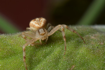 Araña