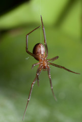 Araña bajando de su telaraña