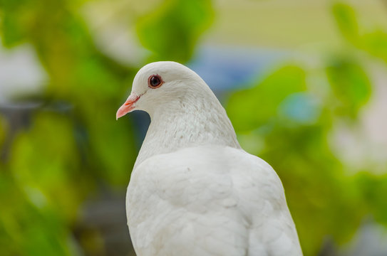Beautiful white dove on a green blurred background.Soft focus, selected focus