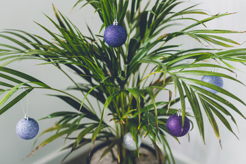 alternative Christmas tree palm plant with Christmas baubles for the festive season in summer for the Southern Hemisphere