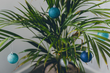 alternative Christmas tree palm plant with Christmas baubles for the festive season in summer for the Southern Hemisphere