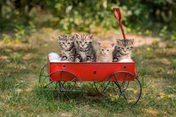 süsse Babykätzchen