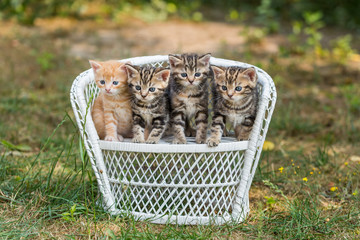 süsse Babykätzchen