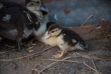 cute ducks under sunlight. on the ground in a traditional farm suitable for propagation.