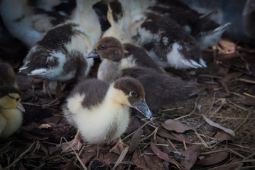 cute ducks under sunlight. on the ground in a traditional farm suitable for propagation.