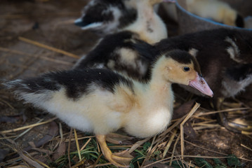 cute ducks under sunlight. on the ground in a traditional farm suitable for propagation.