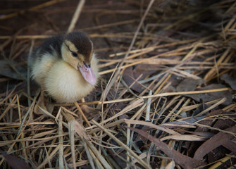 cute ducks under sunlight. on the ground in a traditional farm suitable for propagation.