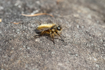 ハタケヤマヒゲボソムシヒキ