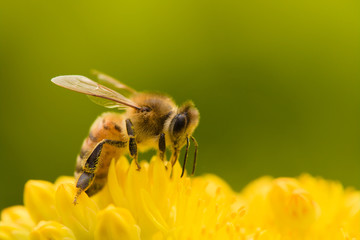 bee on a yellow flower