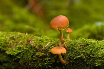 mushrooms on mossy log