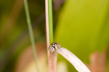 Jumping spider on plant