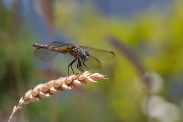 Dragonfly on wheat