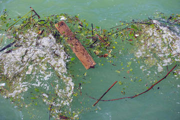 Algae boards leaves and debris in the waters of Lake Michigan