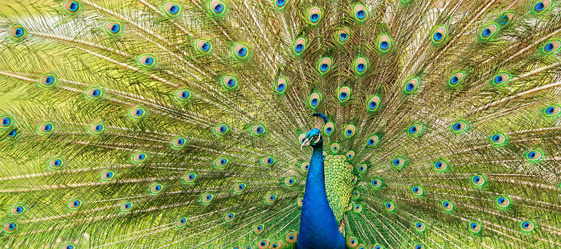 Beautiful peacock outdoors in the daytime.