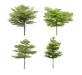 Obraz premium Collection of isolated trees on a white background. Beautiful tree It is suitable for use in decorating, decorating, and printing