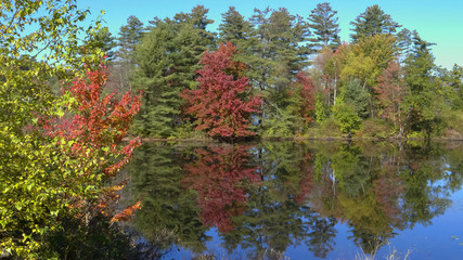 relections of a tree with red fall colors on a pond in new hampshire