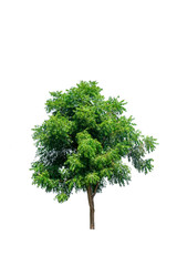 green tree isolated on white background