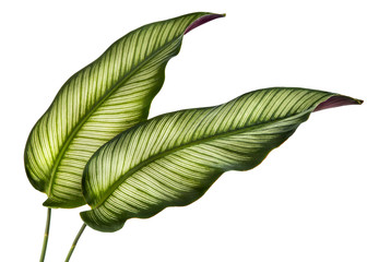 Calathea ornata leaves(Pin-stripe Calathea)Tropical foliage isolated on white background.	