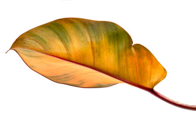 Fototapeta premium Philodendron erubescens old leaf tropical isolated on white background,low angle view.