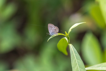 Pale Grass Blue‎ (Formal Name: Pseudozizeeria maha)