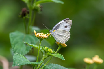Small Cabbage White (Formal Name: Pieris rapae)